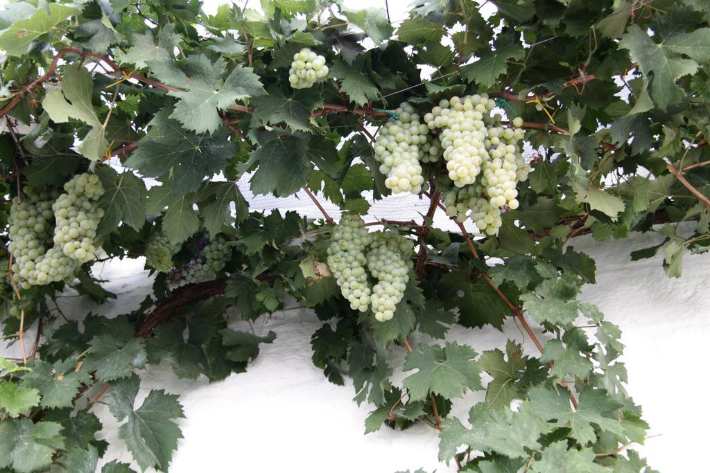 Il Trullo Di Giada E Mattia Alberobello Exterior foto